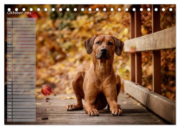 Produktbild: Rhodesian Ridgeback - Herzen auf vier Pfoten (Tischkalender 2026 DIN A5 quer), CALVENDO Monatskalender