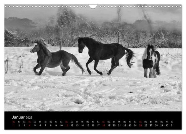 Produktbild: Pferde 2026 Wild Thing (Wandkalender 2026 DIN A3 quer), CALVENDO Monatskalender