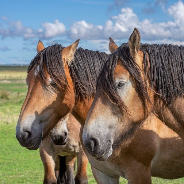 Produktbild: Pferde / Horses 2027