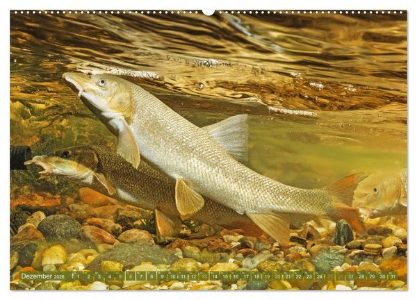 Produktbild: Fische in Teichen und Fl&uuml;ssen (hochwertiger Premium Wandkalender 2026 DIN A2 quer), Kunstdruck in Hochglanz