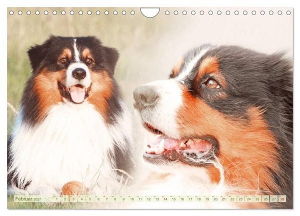Produktbild: Australian Shepherd - H&uuml;tehunde mit Familienanschluss (Wandkalender 2027 DIN A4 quer), CALVENDO Monatskalender