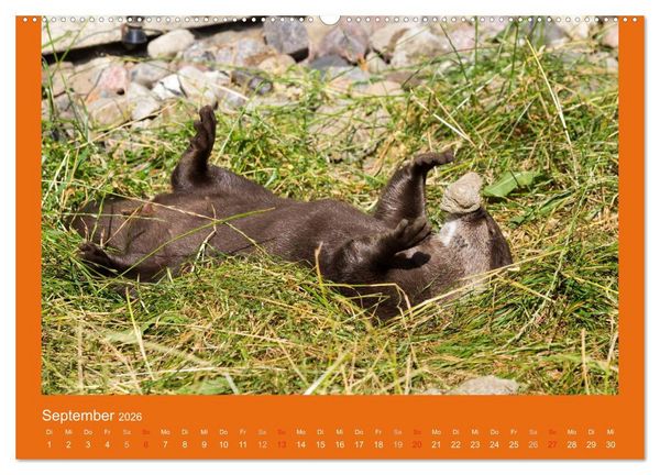 Produktbild: Tierkinder (hochwertiger Premium Wandkalender 2026 DIN A2 quer), Kunstdruck in Hochglanz