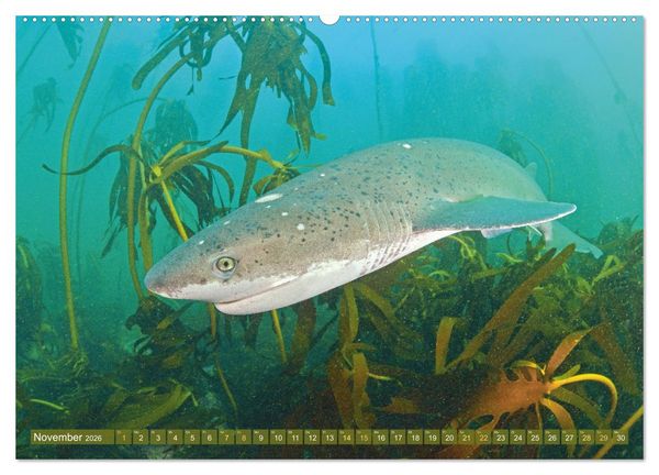 Produktbild: Hai: Raubtier der Meere (hochwertiger Premium Wandkalender 2026 DIN A2 quer), Kunstdruck in Hochglanz