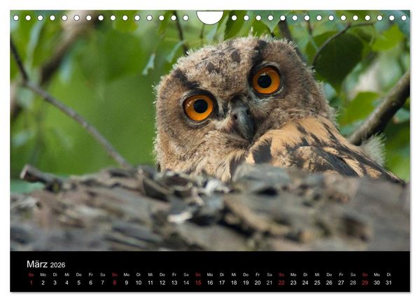 Produktbild: Uhu - K&ouml;nig der Nacht (Wandkalender 2026 DIN A4 quer), CALVENDO Monatskalender