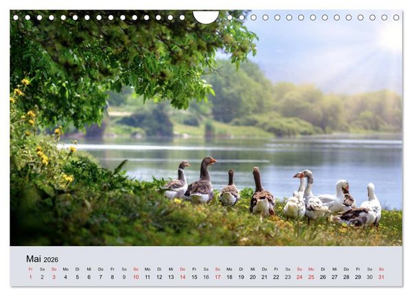 Produktbild: G&auml;nse. Von wegen dumme Gans! (Wandkalender 2026 DIN A4 quer), CALVENDO Monatskalender