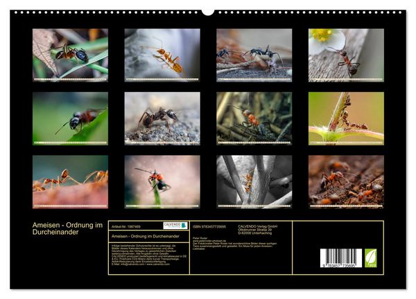 Produktbild: Ameisen - Ordnung im Durcheinander (hochwertiger Premium Wandkalender 2026 DIN A2 quer), Kunstdruck in Hochglanz