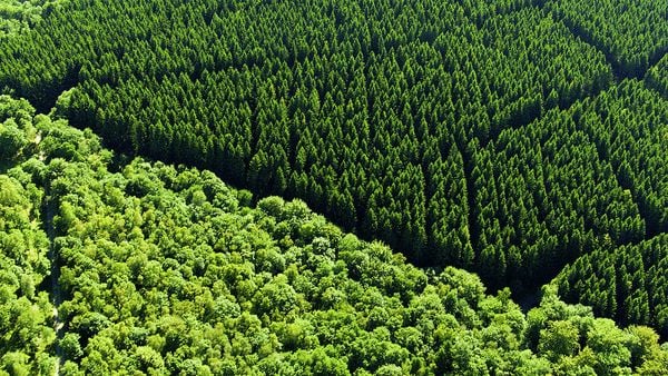 Produktbild: Terra X - Unsere W&auml;lder