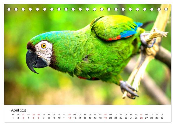Produktbild: Papageien. Knallbunte Aras und Co. (Tischkalender 2026 DIN A5 quer), CALVENDO Monatskalender