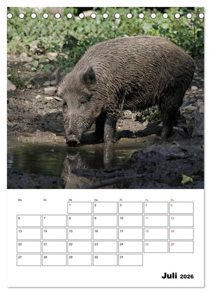 Produktbild: Der wildschweinische Terminplaner (Tischkalender 2026 DIN A5 hoch), CALVENDO Monatskalender