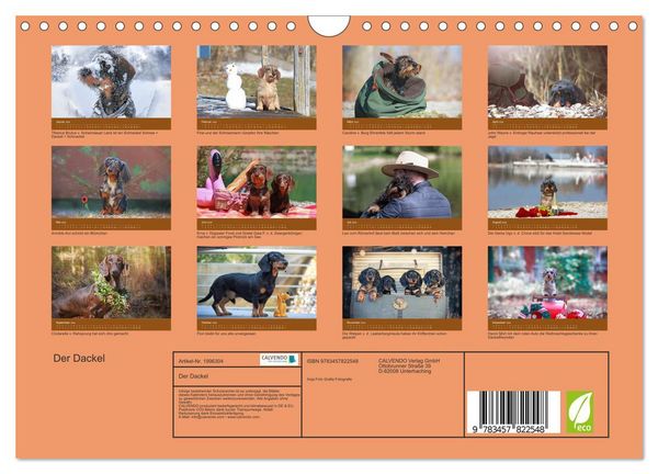 Produktbild: Der Dackel (Wandkalender 2026 DIN A4 quer), CALVENDO Monatskalender