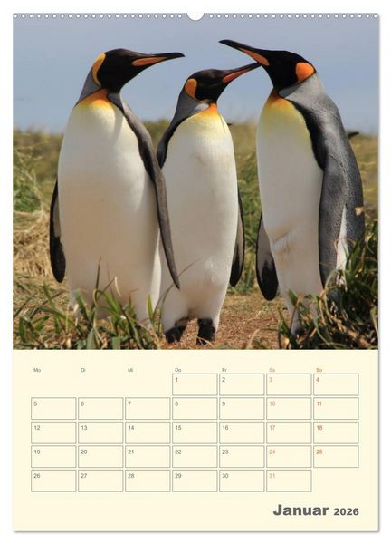 Produktbild: Mit Pinguinen durch das Jahr (Wandkalender 2026 DIN A2 hoch), CALVENDO Monatskalender