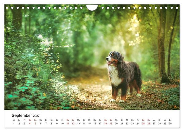 Produktbild: Stolz und Sanftmut - Berner Sennenhunde (Wandkalender 2027 DIN A4 quer), CALVENDO Monatskalender