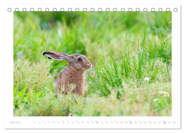 Produktbild: Der Feldhase (Tischkalender 2026 DIN A5 quer), CALVENDO Monatskalender