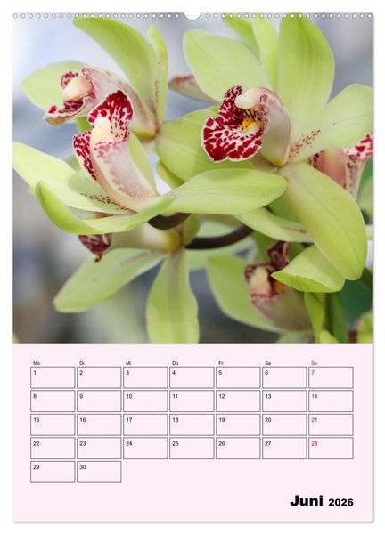 Produktbild: Orchideenliebe (hochwertiger Premium Wandkalender 2026 DIN A2 hoch), Kunstdruck in Hochglanz