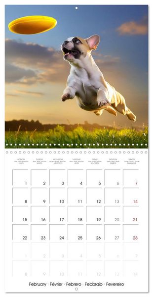 Produktbild: French Bulldogs in play frenzy (Wall Calendar 2027 12 &times; 12 Inch) CALVENDO 12 Month Wall Calendar