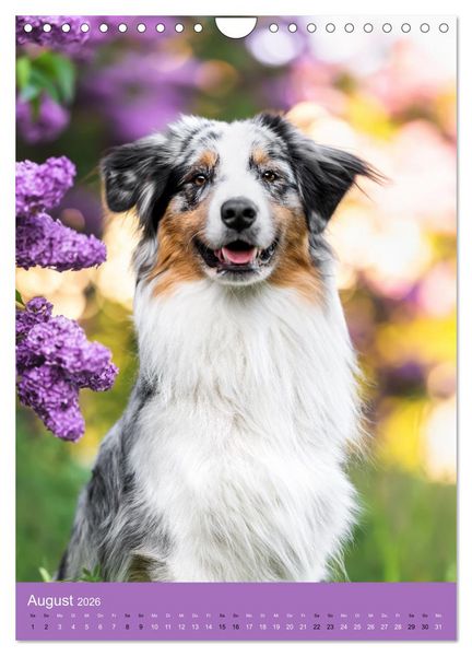 Produktbild: Hundeportraits - Monatskalender (Wandkalender 2026 DIN A4 hoch), CALVENDO Monatskalender
