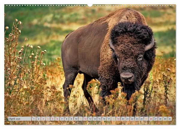 Produktbild: Bison und Wisent - Riesen mit unb&auml;ndiger Kraft (hochwertiger Premium Wandkalender 2026 DIN A2 quer), Kunstdruck in Hochglanz