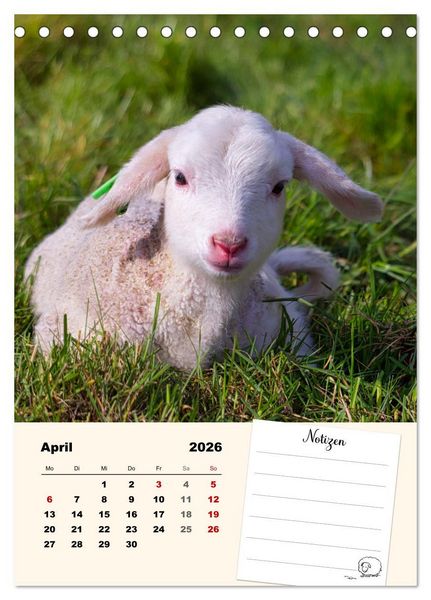 Produktbild: L&auml;mmergl&uuml;ck (Tischkalender 2026 DIN A5 hoch), CALVENDO Monatskalender