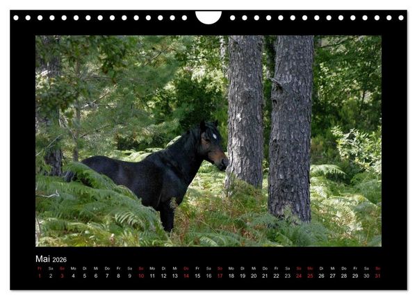 Produktbild: Garranos - Bedrohte Wildpferde Europas (Wandkalender 2026 DIN A4 quer), CALVENDO Monatskalender