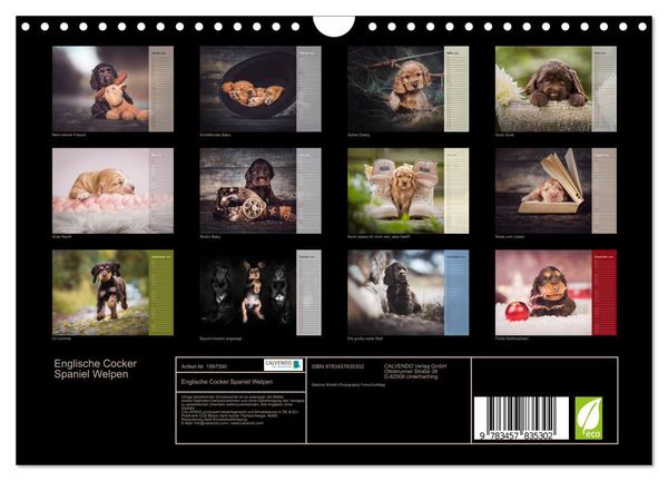 Produktbild: Englische Cocker Spaniel Welpen (Wandkalender 2026 DIN A4 quer), CALVENDO Monatskalender