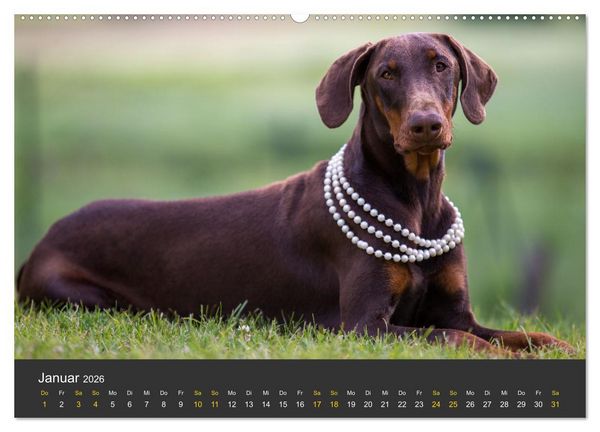 Produktbild: Dobermann 2026 (Wandkalender 2026 DIN A2 quer), CALVENDO Monatskalender
