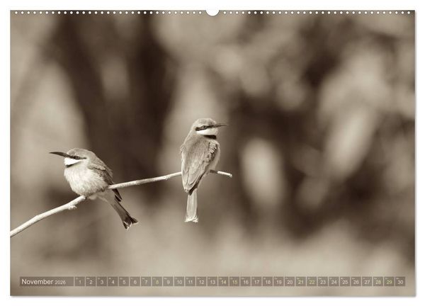 Produktbild: Botswana &ndash; Impressionen aus Afrika (hochwertiger Premium Wandkalender 2026 DIN A2 quer), Kunstdruck in Hochglanz