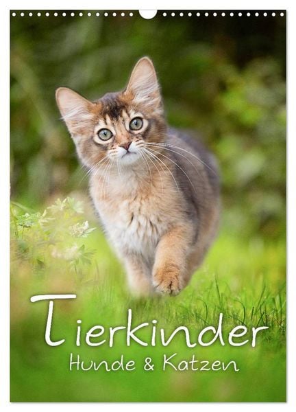 Produktbild: Tierkinder Hunde und Katzen (Wandkalender 2026 DIN A3 hoch), CALVENDO Monatskalender
