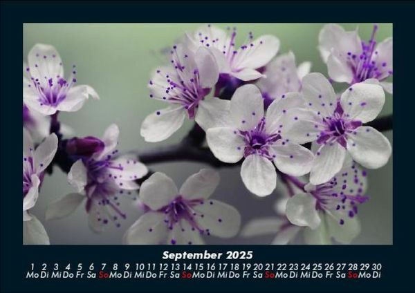 Produktbild: Blumenkalender 2025 Fotokalender DIN A5