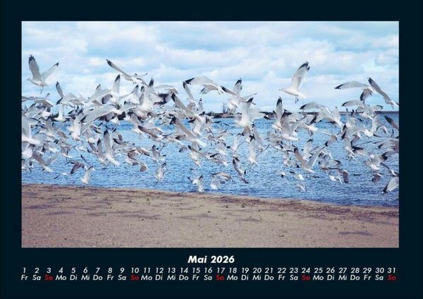 Produktbild: M&ouml;wen 2026 Fotokalender DIN A4
