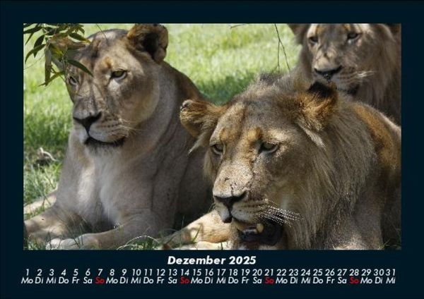 Produktbild: L&ouml;wen in der Wildnis 2025 Fotokalender DIN A5