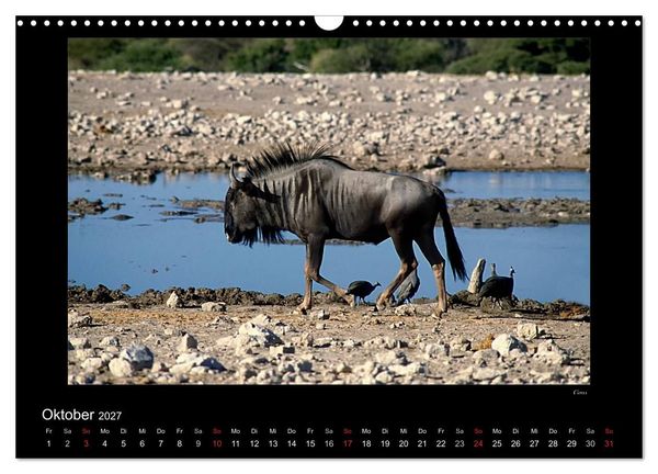 Produktbild: Wildtiere im Etosha Nationalpark (Wandkalender 2027 DIN A3 quer), CALVENDO Monatskalender