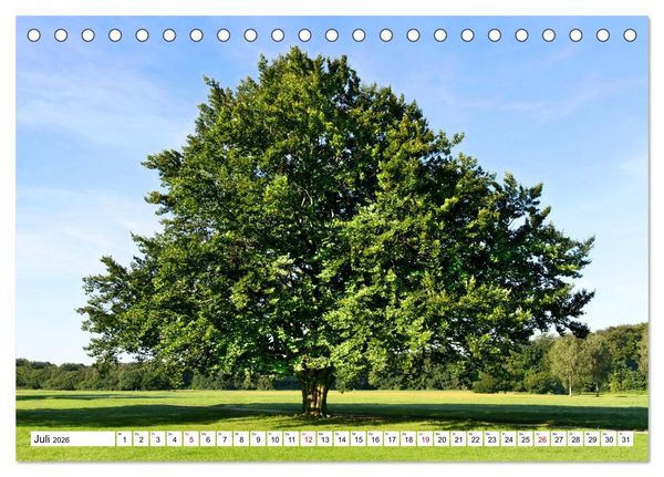 Produktbild: Die Buche: 12 Baumportr&auml;ts (Tischkalender 2026 DIN A5 quer), CALVENDO Monatskalender