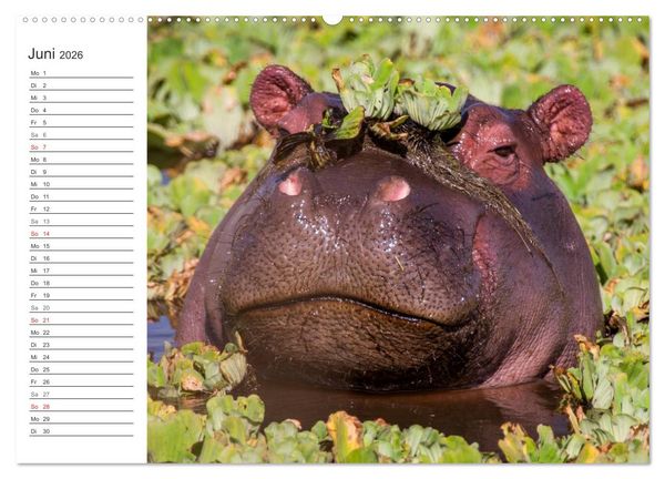 Produktbild: Emotionale Momente: Mein wildes Afrika (Wandkalender 2026 DIN A2 quer), CALVENDO Monatskalender