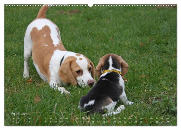 Produktbild: Beagle (hochwertiger Premium Wandkalender 2026 DIN A2 quer), Kunstdruck in Hochglanz
