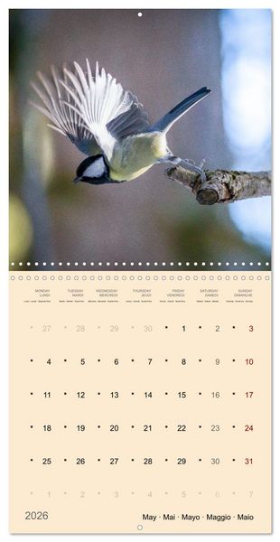 Produktbild: Portraits d'oiseaux des beaut&eacute;s plumeuses (Calendrier mural carr&eacute; 2026 30x30 cm) Calendrier double avec une page pour vos prises de notes