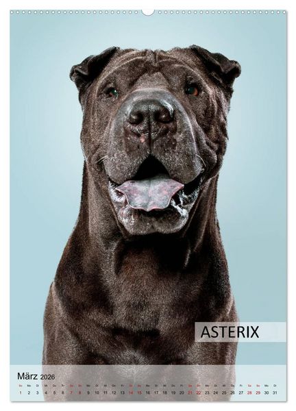 Produktbild: Hundekalender - Hunderassen im Portrait (hochwertiger Premium Wandkalender 2026 DIN A2 hoch), Kunstdruck in Hochglanz