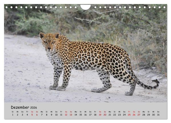 Produktbild: Leoparden - gro&szlig; und klein (Wandkalender 2026 DIN A4 quer), CALVENDO Monatskalender