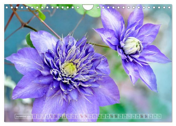 Produktbild: Blooming beauties (Wall Calendar 2026 DIN A4 landscape), CALVENDO 12 Month Wall Calendar