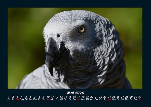 Produktbild: Welt der V&ouml;gel 2026 Fotokalender DIN A4