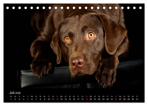 Produktbild: Dogs (Tischkalender 2026 DIN A5 quer), CALVENDO Monatskalender