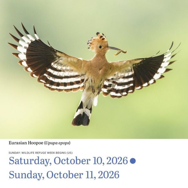 Produktbild: Audubon Birds Page-A-Day(r) Calendar 2026