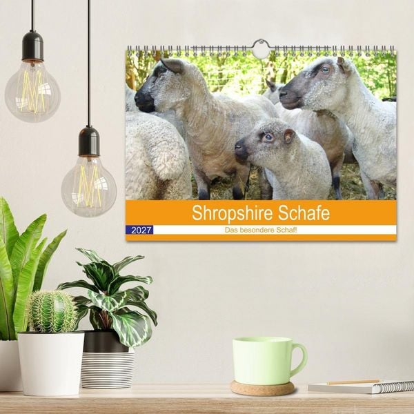 Produktbild: Shropshire Schafe (Wandkalender 2027 DIN A4 quer), CALVENDO Monatskalender