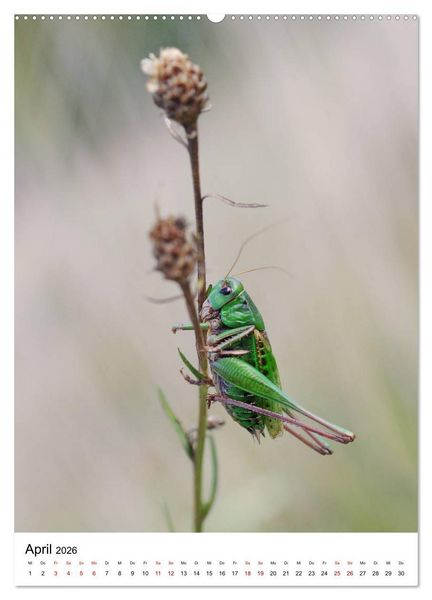 Produktbild: Insekten,Sch&ouml;nheiten der Natur (Wandkalender 2026 DIN A2 hoch), CALVENDO Monatskalender