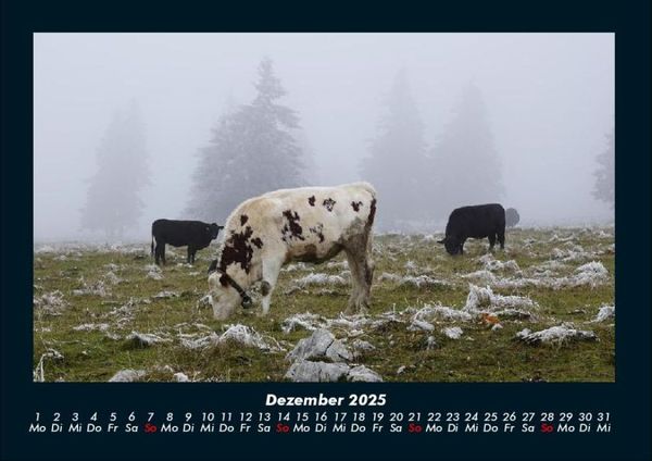 Produktbild: Kuhkalender 2025 Fotokalender DIN A4