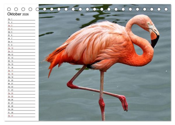Produktbild: Elegante Flamingo (Tischkalender 2026 DIN A5 quer), CALVENDO Monatskalender