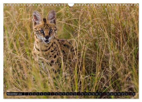 Produktbild: Masai Mara 2026 (Wandkalender 2026 DIN A3 quer), CALVENDO Monatskalender