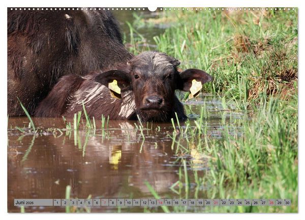 Produktbild: Wasserb&uuml;ffel - In der Ruhe liegt die Kraft (Wandkalender 2026 DIN A2 quer), CALVENDO Monatskalender