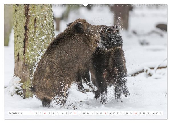 Produktbild: Emotionale Momente: Wild und Jagd. (hochwertiger Premium Wandkalender 2026 DIN A2 quer), Kunstdruck in Hochglanz