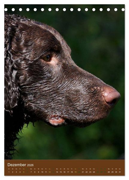 Produktbild: Curly Coated Retriever 2026 (Tischkalender 2026 DIN A5 hoch), CALVENDO Monatskalender
