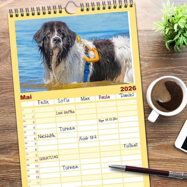 Produktbild: Familienplaner 2026 - Landseer - Ein starker Freund auf 4 Pfoten mit 5 Spalten (Wandkalender, 21 x 45 cm) CALVENDO